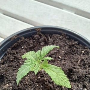 Meet your Posher, Raymond